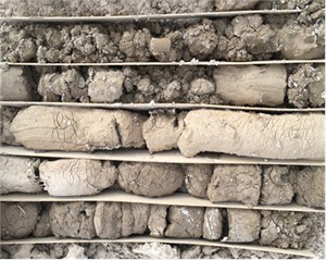 Salinity distribution in the study area. Photo by Li Wei, western Gansu Province, China, May 20, 2025.