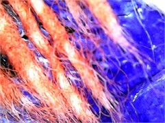 Microstructural analysis of a sound ultrasonic weld subjected to tensile failure at 50× magnification: a) an intact weld structure showing penetration of a thermoplastic polymer between fibre bundles;  b) a rupture surface showing interfacial delamination (arrows) and fibre separation. Images taken  by N. Palvannazirova of the Materials Testing Laboratory, Tashkent Institute  of Textile and Light Industry, Tashkent, Uzbekistan, December 2023