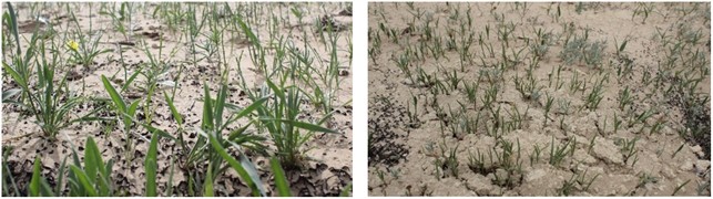 Research Site and Slope Condition (April 2025), Qorlitog‘–Kiyikli Section.  Photos were taken by the article’s author A. Sh. Uralov during field research  on the Bukhara-Miskin railway line (Qorlitog‘-Kiyikli section) in April 2025