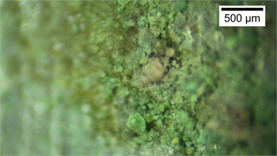 Microstructural characteristics and average particle size of the sands grains adhering  to the cone tip at different relative densities. The photos were taken  by Zhehong Shen at Shaoxing University on November 8, 2024