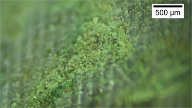 Microstructural characteristics and average particle size of the sands grains adhering  to the cone tip at different relative densities. The photos were taken  by Zhehong Shen at Shaoxing University on November 8, 2024