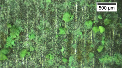 The microstructure of sand grains along the ultrasonic CPT probe (Dr= 75 %).  There photos were taken by Zhehong Shen at Shaoxing University on November 8, 2024