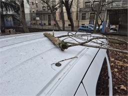 Examples of the most common treefall mechanisms