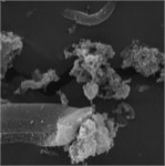 Characteristic morphology of dispersed particles