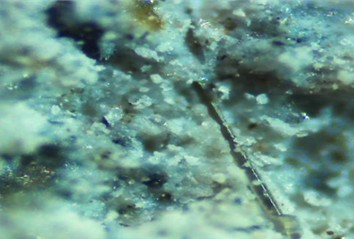 Formation of the contact zone between basalt fibers and cement concrete matrix. Microscopic image obtained by the authors, 2025