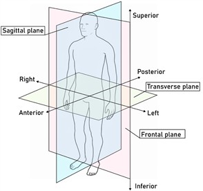 Human motion scheme: a) anatomical planes; b) lower-limb joint movements.  Adapted from Leonova et al. (2026) [23]