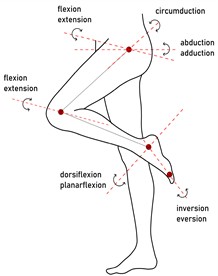 Human motion scheme: a) anatomical planes; b) lower-limb joint movements.  Adapted from Leonova et al. (2026) [23]