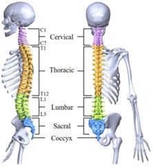 Anatomical structure of the human spine