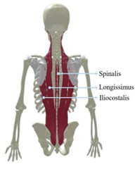 Anatomical structure of the human spine