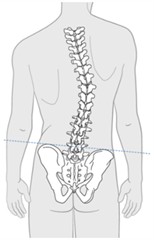 Anatomical structure of the human spine