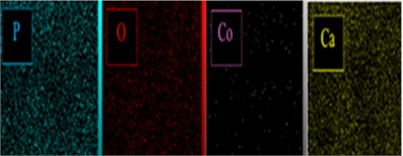 Elemental mapping of a) HAP, b) HAP/Sr, c) HAP/Co, and d) HAP/Ag, showing uniform distribution of Ca, P, O, and the respective dopant across the nanocomposite surface, confirming homogeneous dopant dispersion within the HAP host