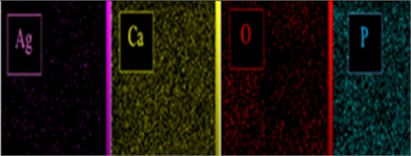 Elemental mapping of a) HAP, b) HAP/Sr, c) HAP/Co, and d) HAP/Ag, showing uniform distribution of Ca, P, O, and the respective dopant across the nanocomposite surface, confirming homogeneous dopant dispersion within the HAP host