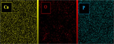 Elemental mapping of a) HAP, b) HAP/Sr, c) HAP/Co, and d) HAP/Ag, showing uniform distribution of Ca, P, O, and the respective dopant across the nanocomposite surface, confirming homogeneous dopant dispersion within the HAP host