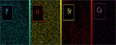 Elemental mapping of a) HAP, b) HAP/Sr, c) HAP/Co, and d) HAP/Ag, showing uniform distribution of Ca, P, O, and the respective dopant across the nanocomposite surface, confirming homogeneous dopant dispersion within the HAP host